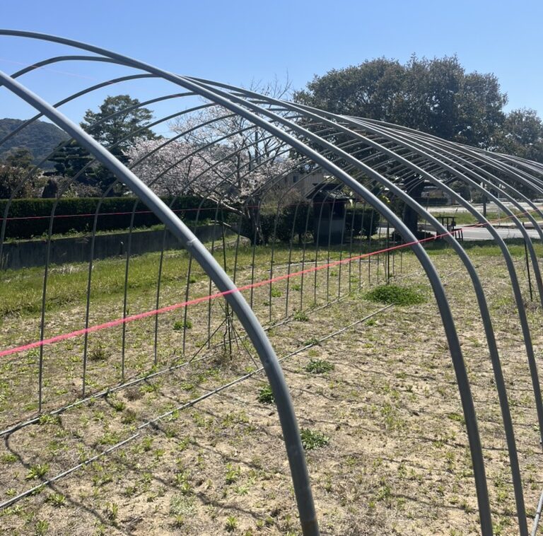 ビニールハウスの骨組み設置作業、ピンクの水糸で高さを調整している様子