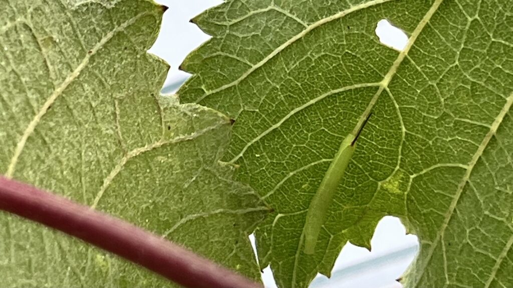ぶどうの葉に潜む幼虫が葉を食べている様子のクローズアップ写真