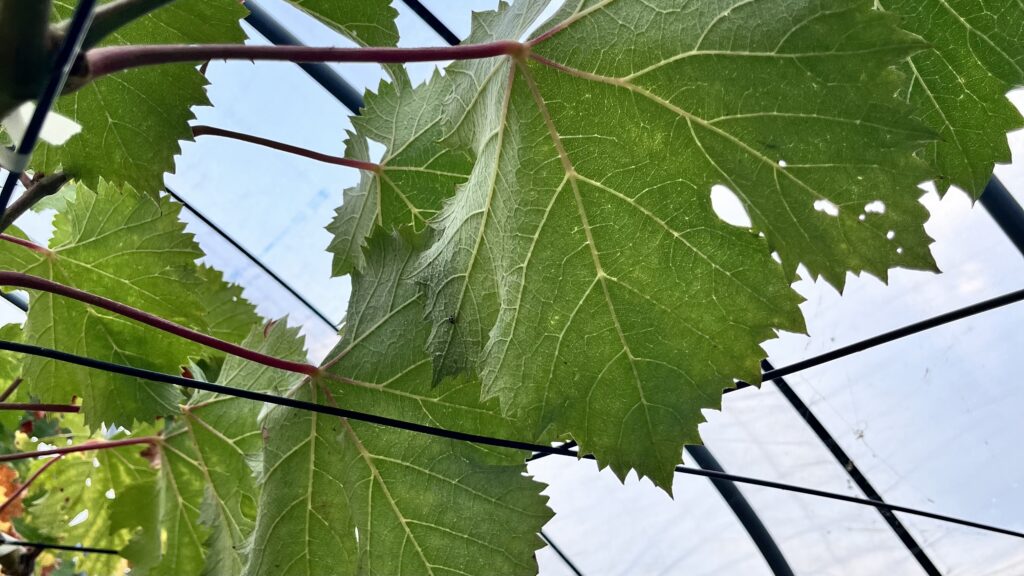 ぶどうの葉に小さな穴が複数あいた虫食い被害の様子