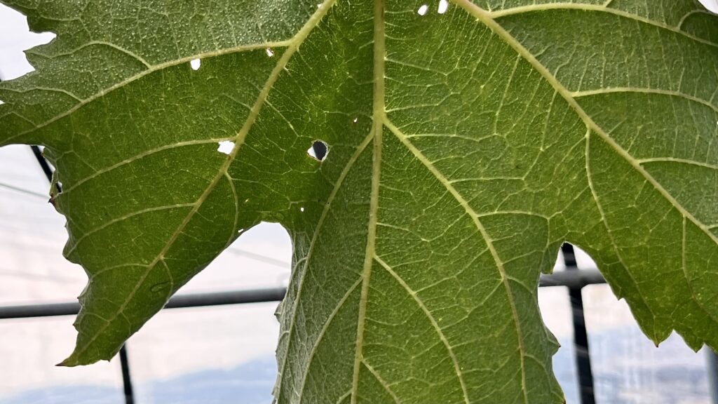 ぶどうの葉に小さな穴が複数あいた虫食い被害の様子