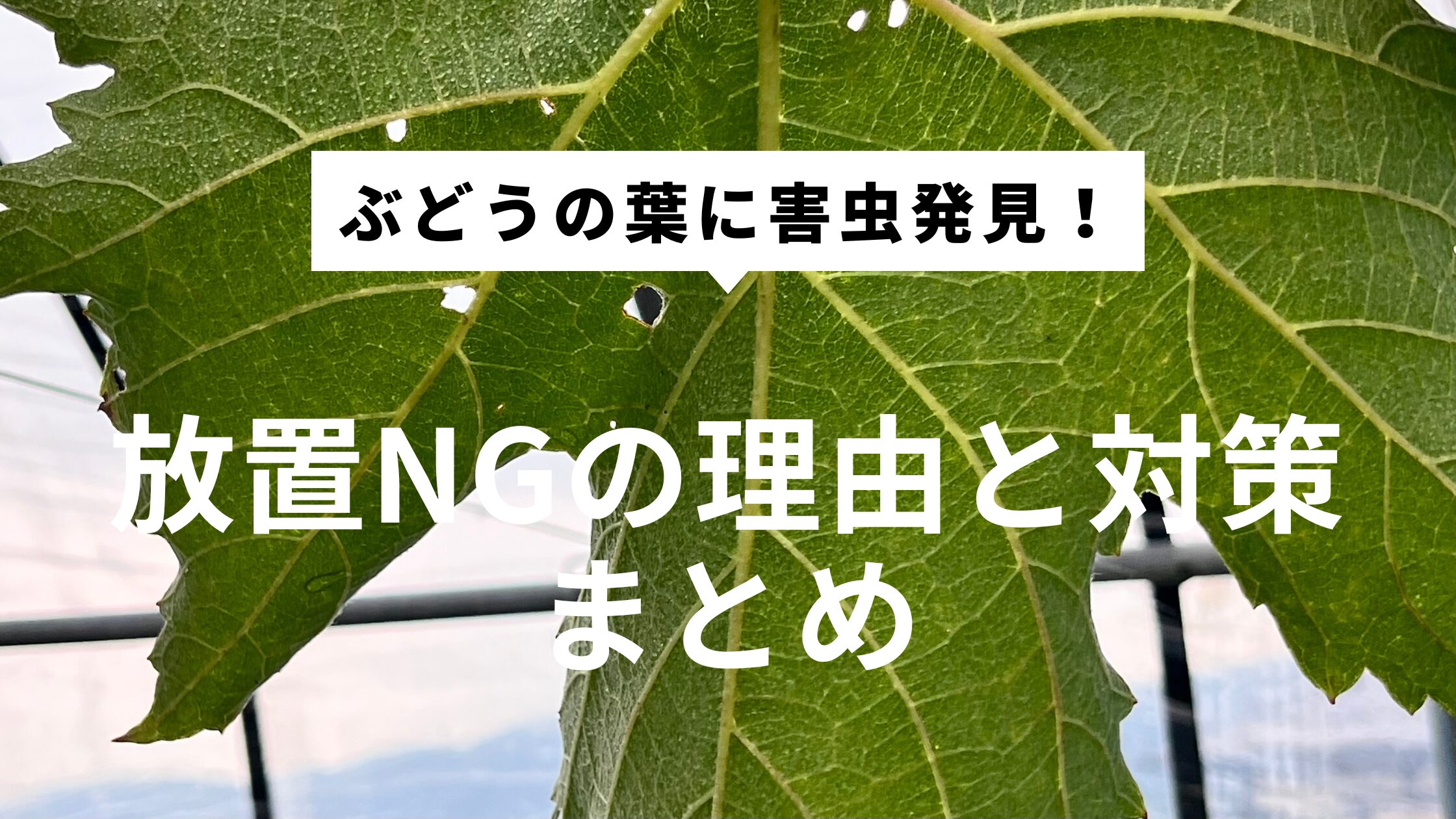ぶどうの葉に害虫被害が発生したことを伝えるアイキャッチ画像。放置NGの理由と対策をまとめた記事用。