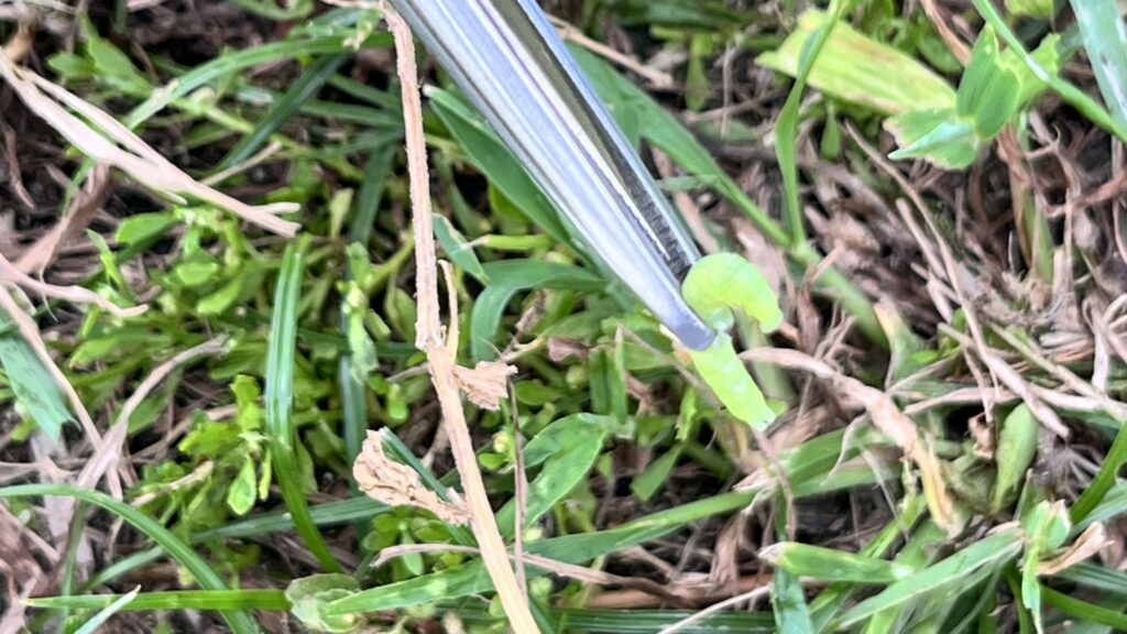 ぶどうの葉を食害していた緑色のコスズメ幼虫を捕獲した様子