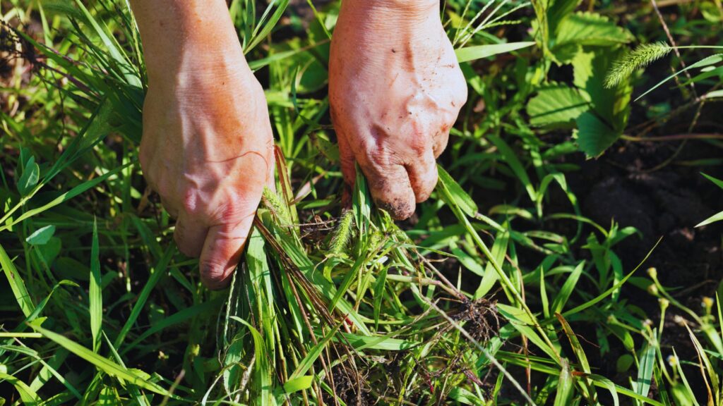 ぶどう畑で雑草を手作業で除去し、健康な生育環境を整えている様